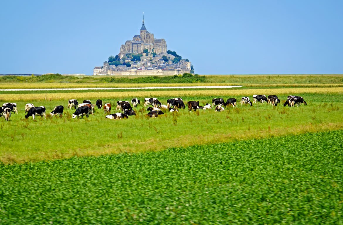 Vacas a pastar no Monte Saint-Michel, em França