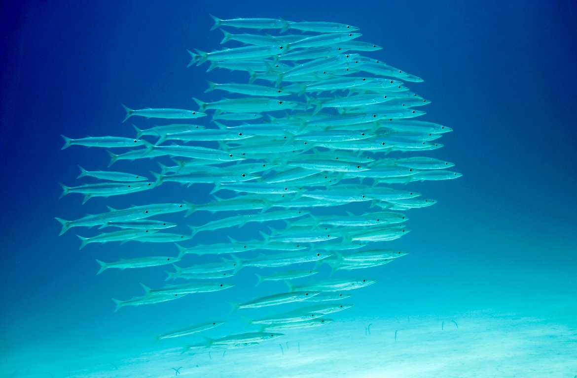 Cardume de peixes, Utila, Honduras