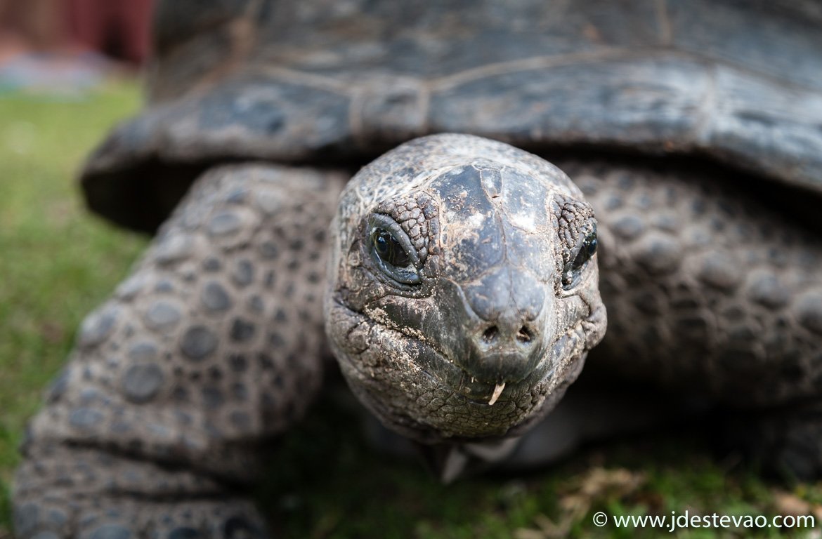 Tartaruga gigante Aldabra, Ilha Curieuse, Seychelles