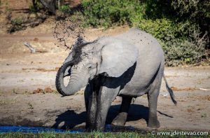 elefante Parque Nacional Hwange