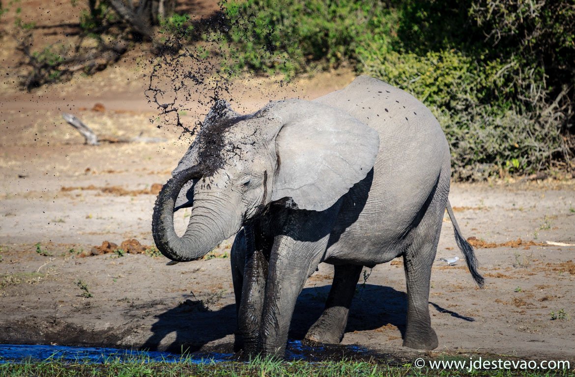 elefante Parque Nacional Hwange