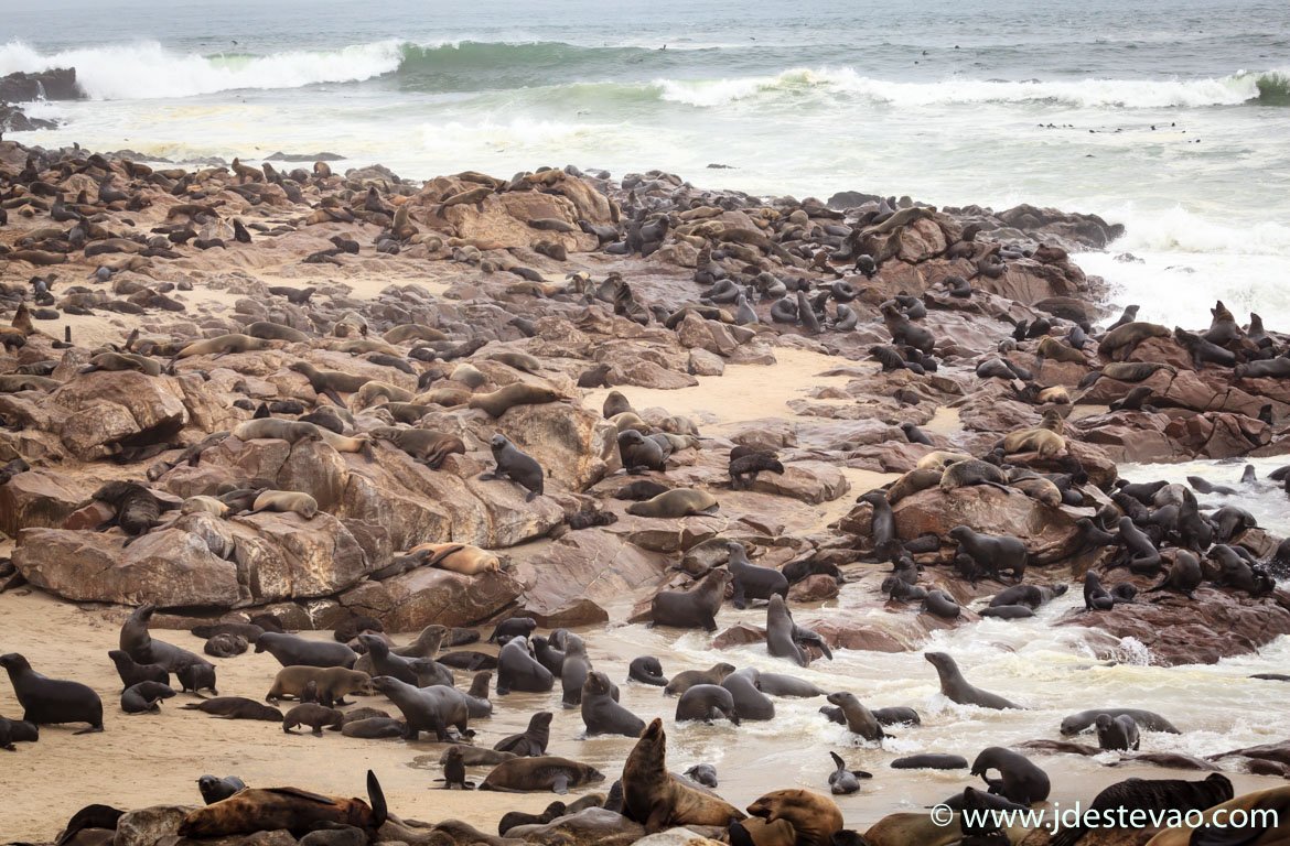 Focas no Cabo da Cruz, na Namíbia. Uma das paragens no Roteiro de Viagem à Namíbia