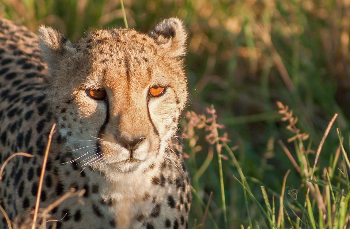 Chita no Masai Mara, Quénia
