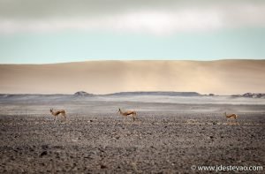 Viagem pela Skeleton Coast