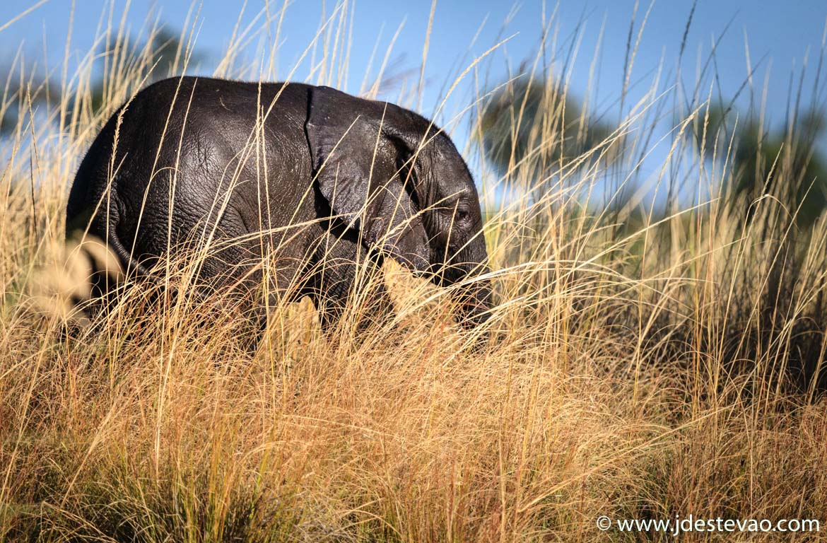 Elefante Botswana