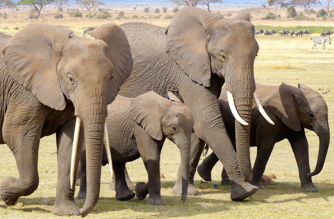 Manada de elefantes no Parque Nacional de Amboseli, Quénia