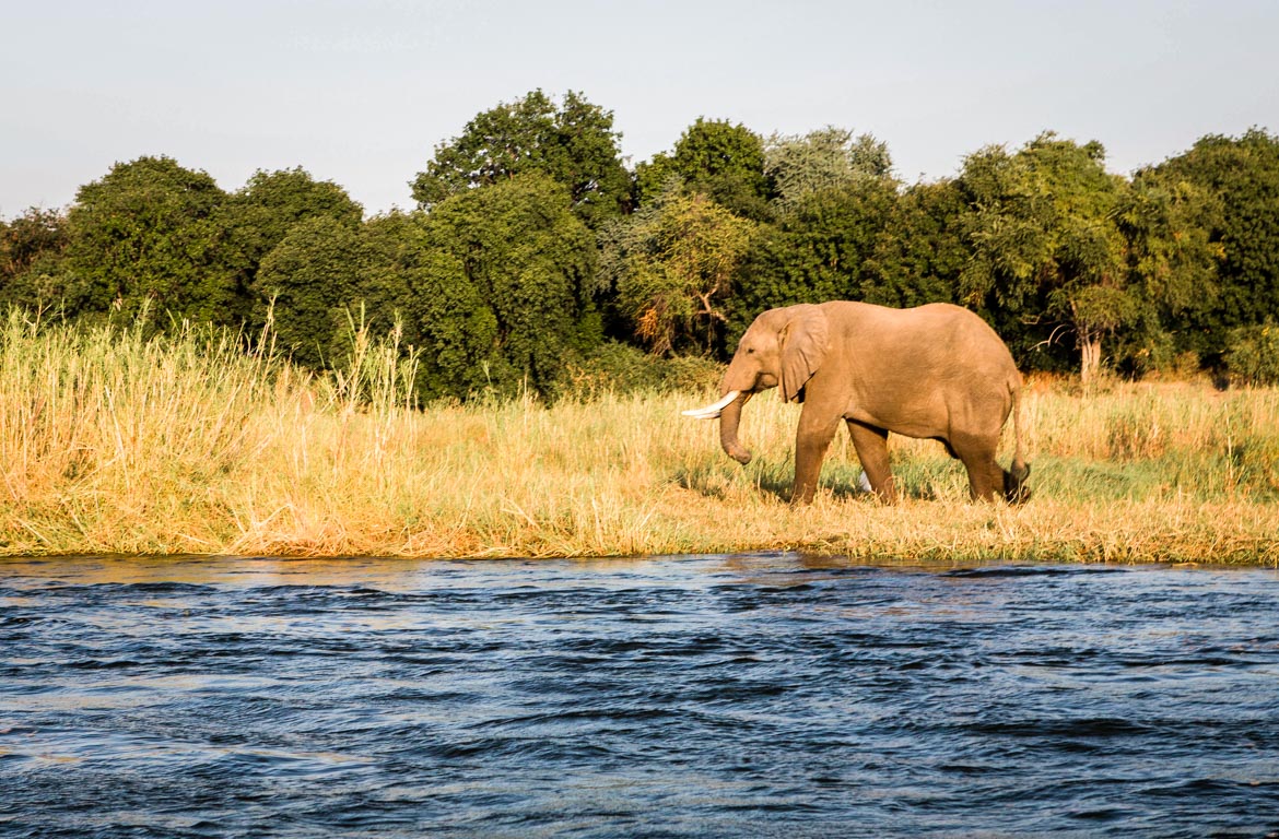 Elefante no Parque Nacional de Mana Pools, Zimbabué