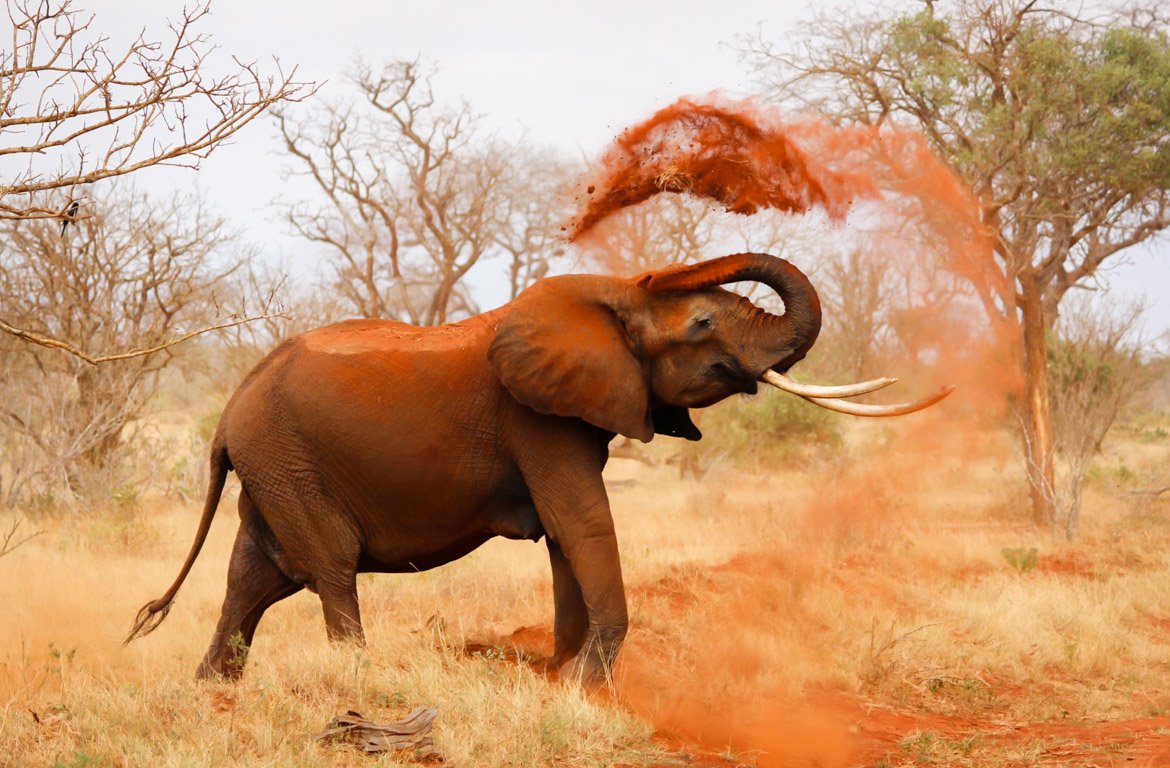 Elefantes no Parque Nacional Tsavo, Quénia