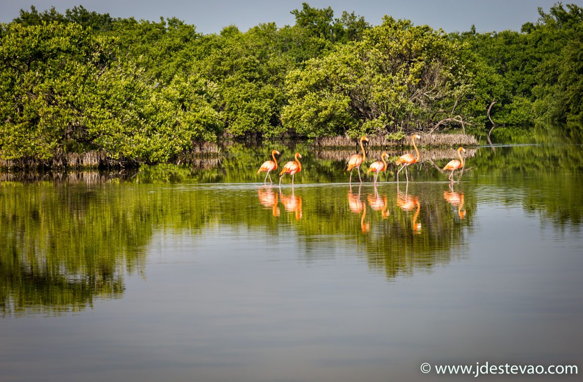 flamingos-reserva-natural-cienega-zapata-cuba-caraibas-web-jorge-duarte-estevao-1170-768 Flamingos na reserva da Biosfera Ciénaga de Zapata, Matanzas, Cuba
