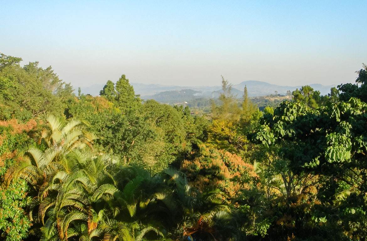 floresta-jarabacoa-republica-Dominicana-web-1170-768 Floresta de Jarabacoa, República Dominicana.