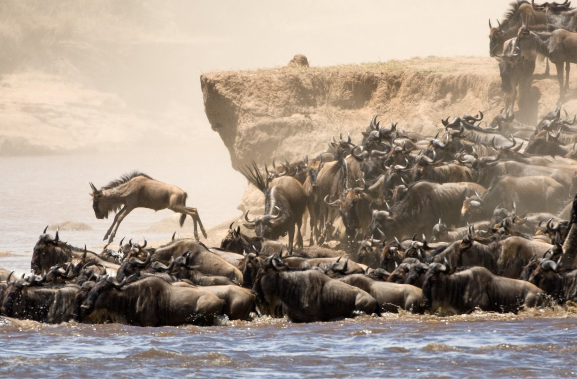 Migração de gnus a atravessar o rio Mara, Masai Mara, Quénia