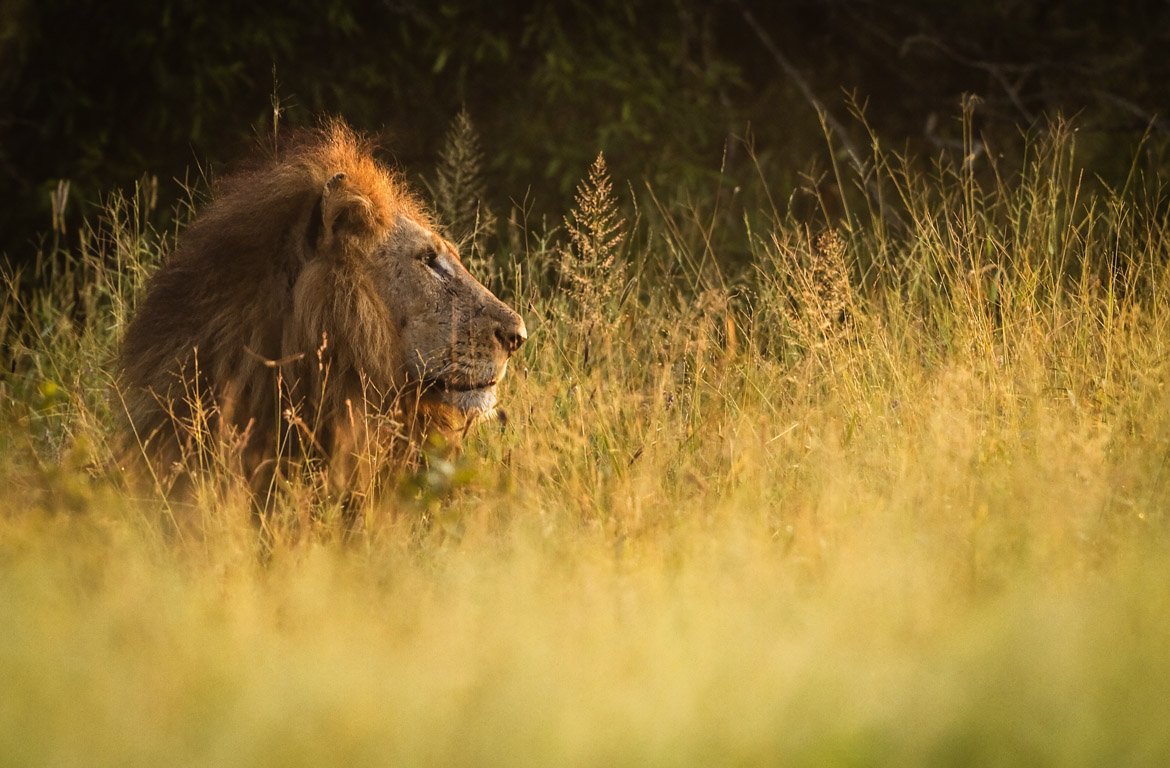 Retrato de leão selvagem no Parque Nacional Kruger, na África do Sul