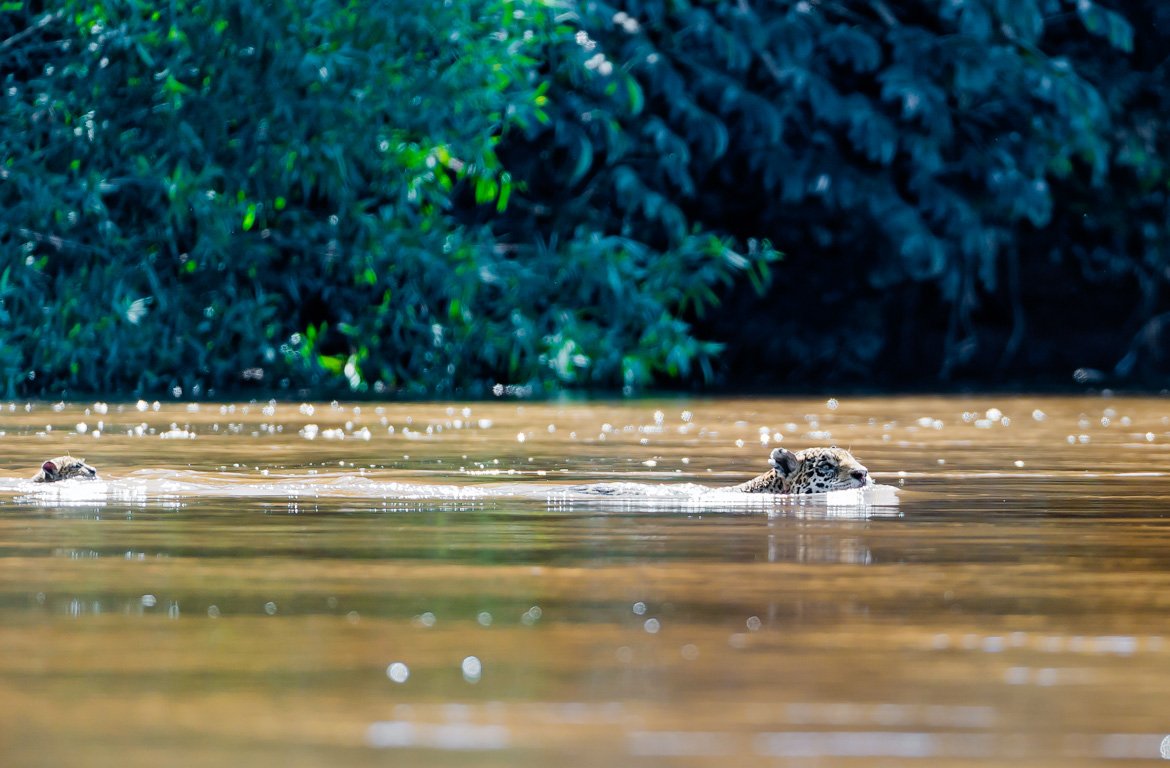 Jaguar na água no Pantanal, Brasil, Bolívia e Paraguai