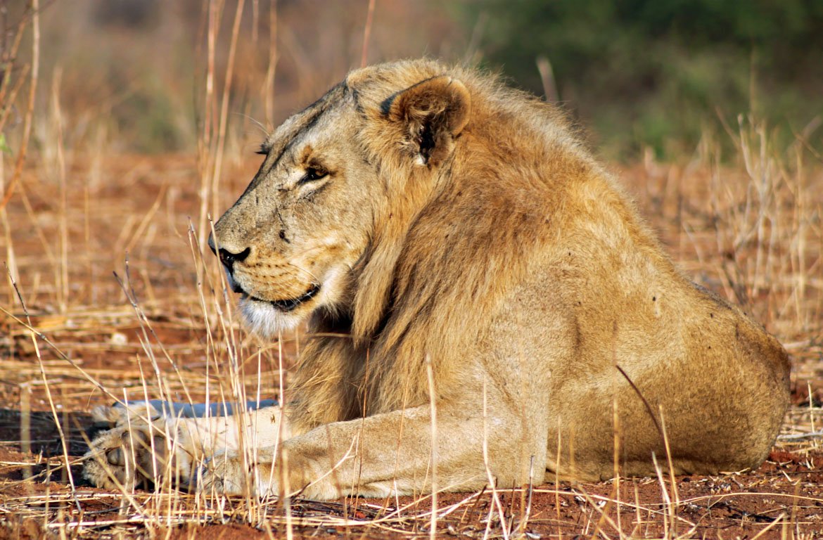 Leão a descansar no Parque Nacional de Ruaha, Tanzânia, África