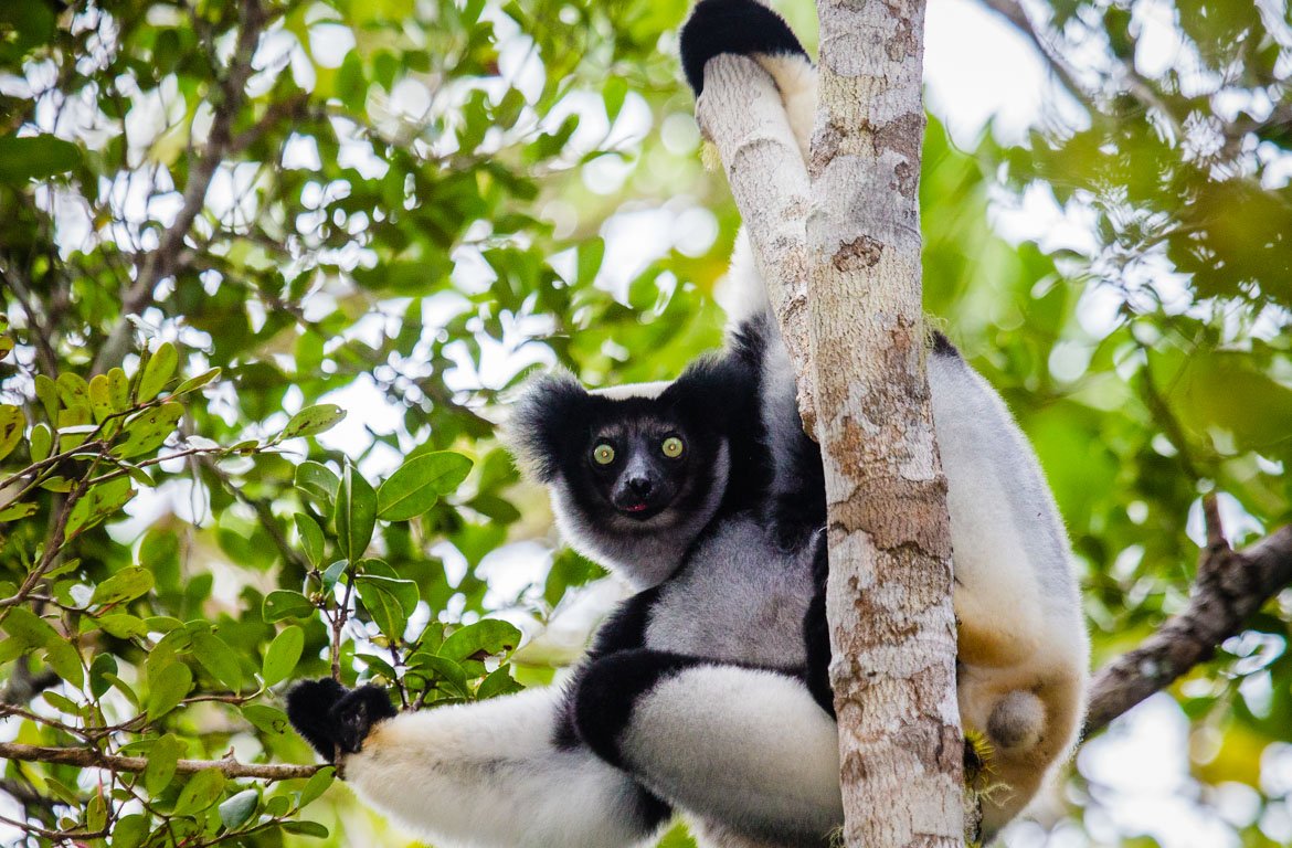 Lémure Indri, Parque Nacional de Andasibe-Mantadi, Madagáscar