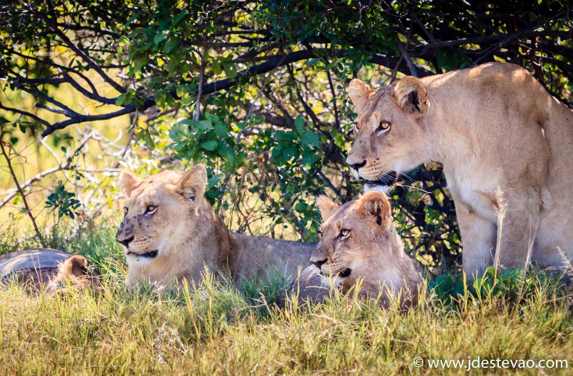 Alcateia de leões, no Parque Nacional do Chobe, Bostwana