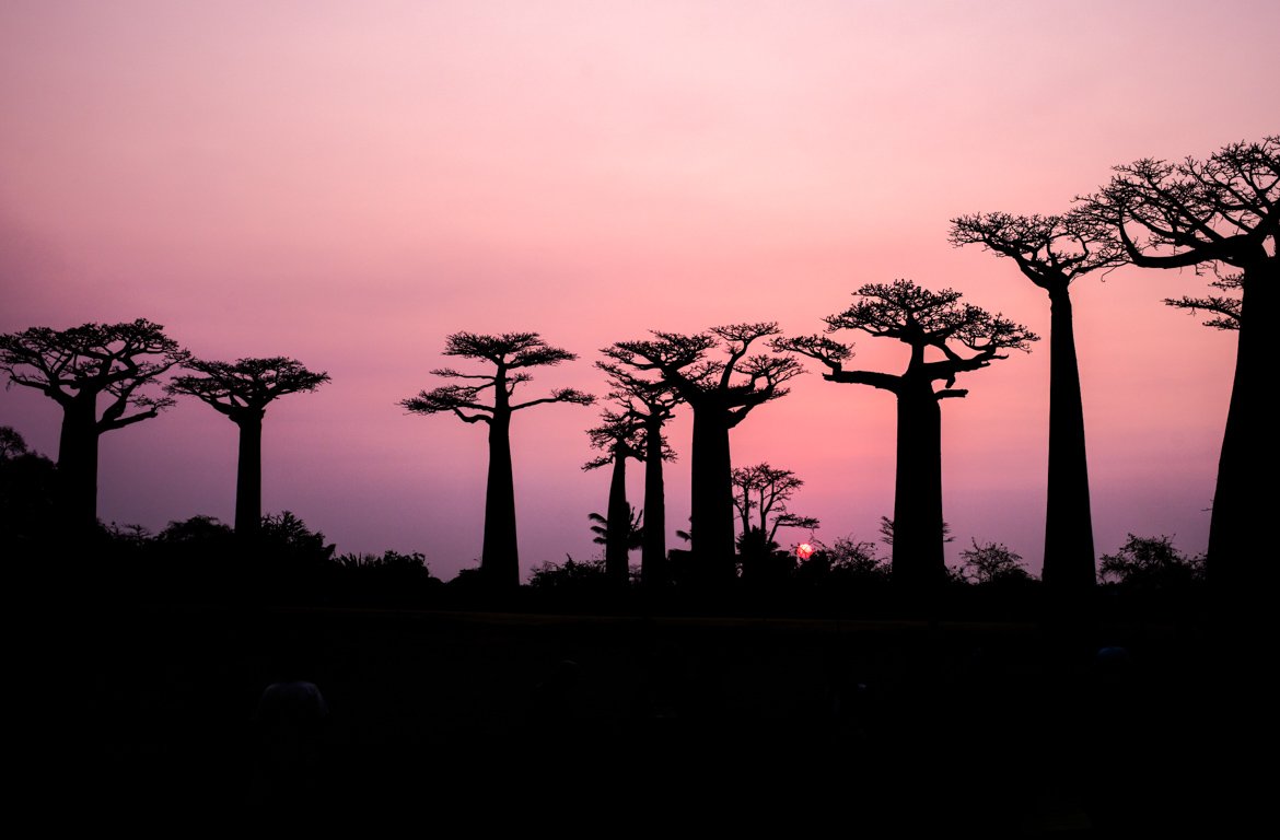 Pôr-do-sol- na famosa Avenida dos Baobás (Adansonia digitata), em Madagáscar.