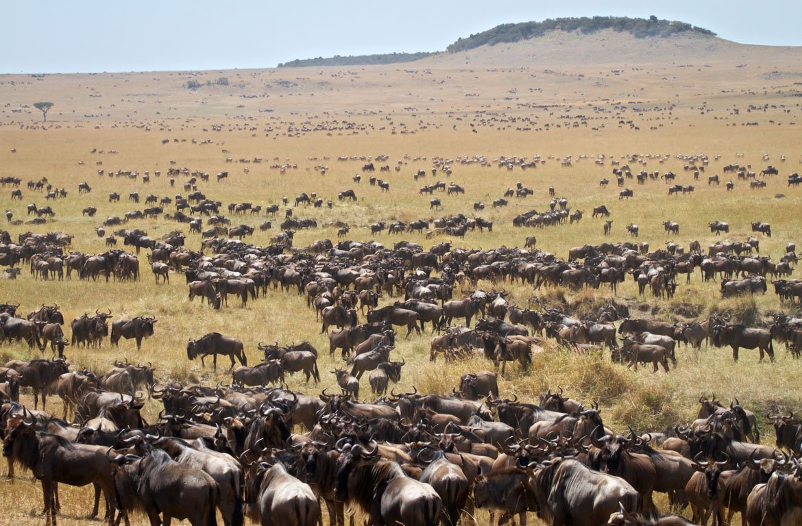 Migração de gnus no Serengeti, na fronteira com o Quénia