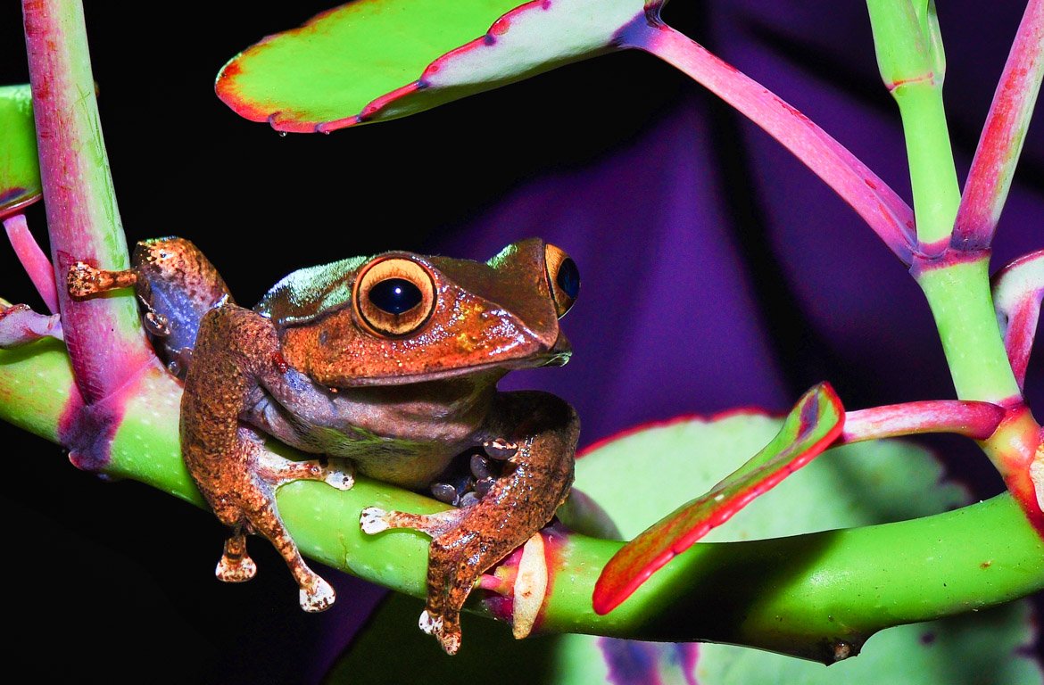 Sapo no Parque Nacional de Ranomafana, Madagáscar