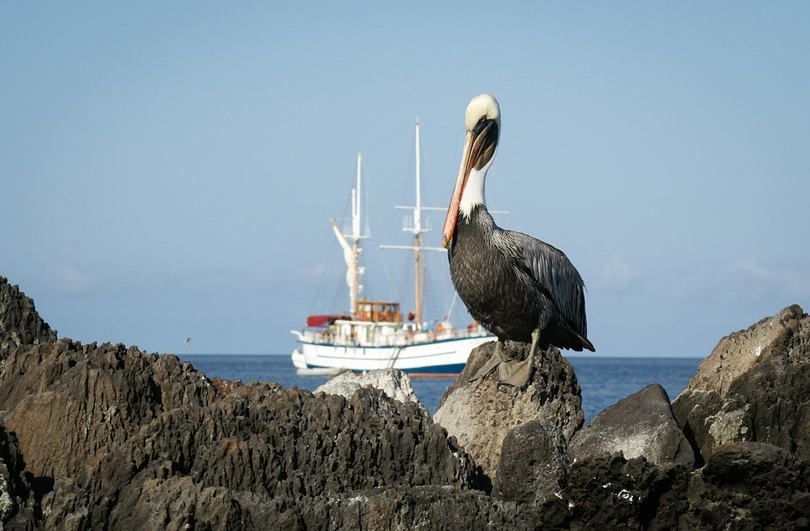 Pelicano nas Ilhas Galápagos, no Equador