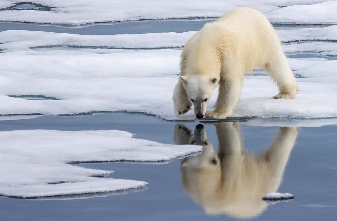 Urso polar em Svalbard, Ártico, Noruega