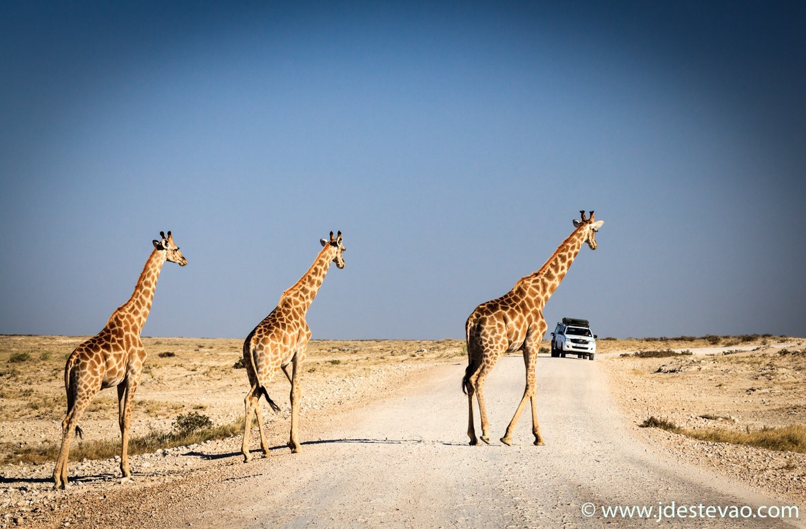 vida-selvagem-girafas-parque-nacional-etosha-namibia-africa-web-jorge-duarte-estevao-1170-768 Safari no Etosha