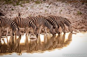 Zebras a beber no charco do Parque Nacional Etosha, na Namíbia