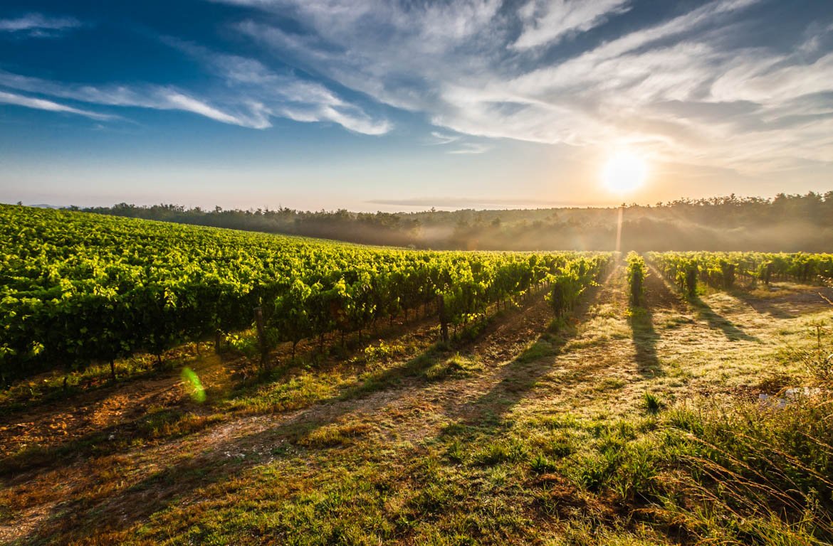 Vinha na Toscânia, em Itália