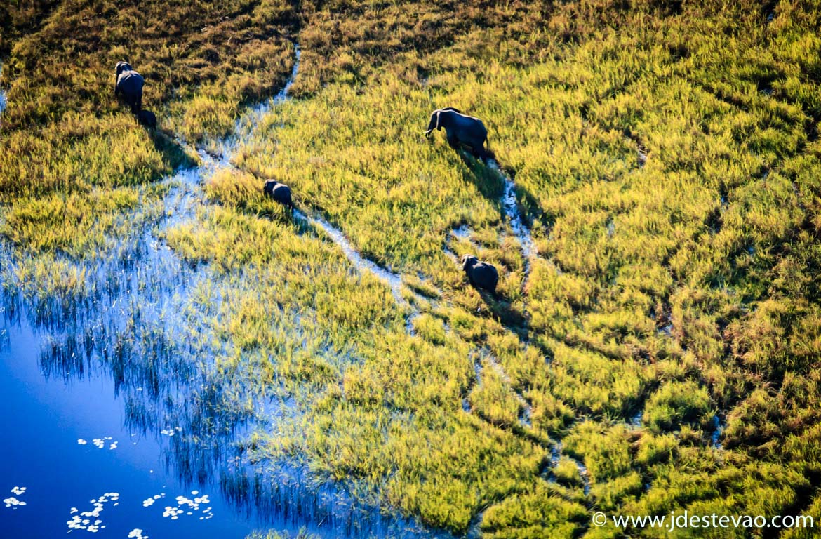 Uma manada de elefantes atravessa os pântanos do Delta do Okavango, Botswana.