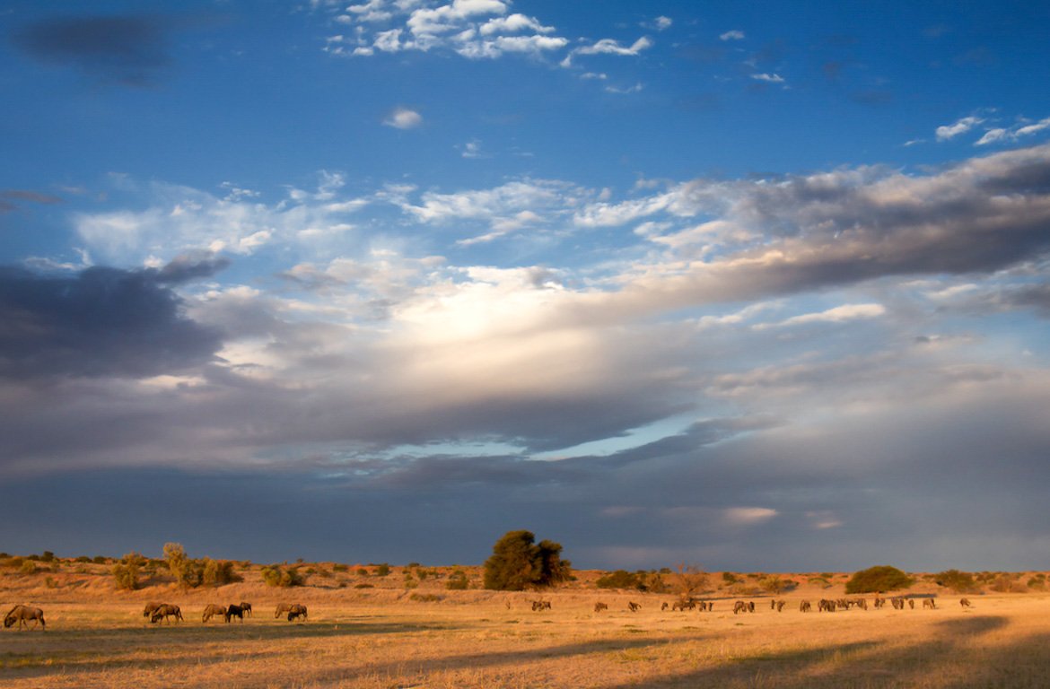 Migração gnus, rio Auob, no Parque Nacional Kgalagadi, África do Sul, Namíbia e Botswana