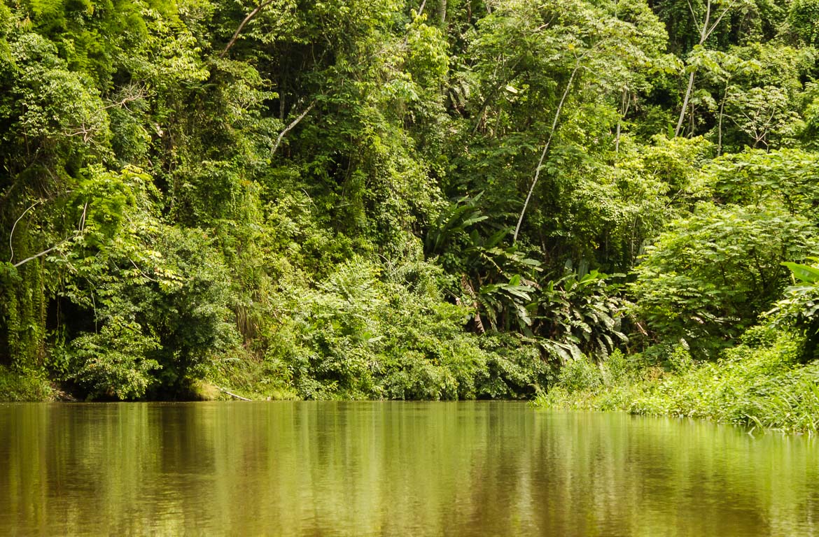 Floresta no parque Nacional Darién, Panamá.