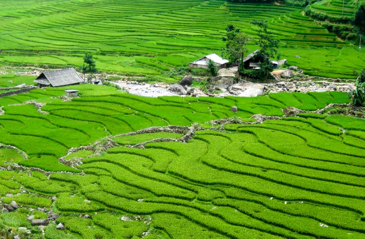 campos-arroz-sa-pa-vietname-2-1170-768