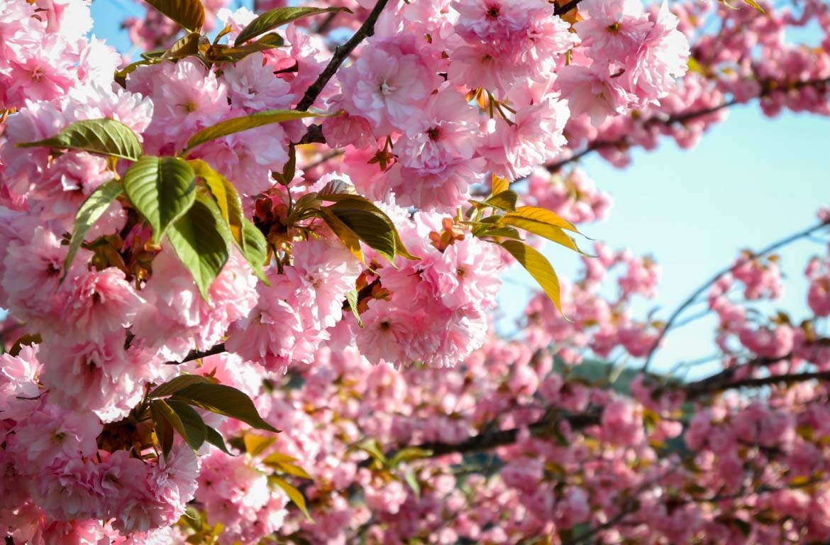 Cerejas em flor, Quioto, Japão