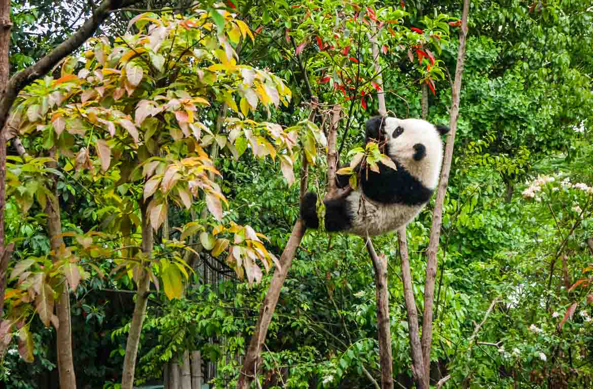 panda-gigante-chengdu-china-3-1170-768