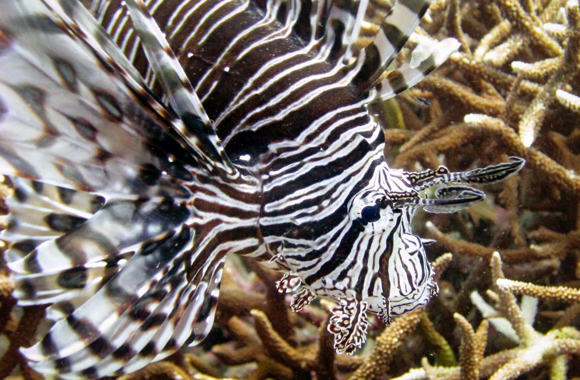 peixe-leao-parque-nacional-konis-nino-santana-timor-leste-1170-768
