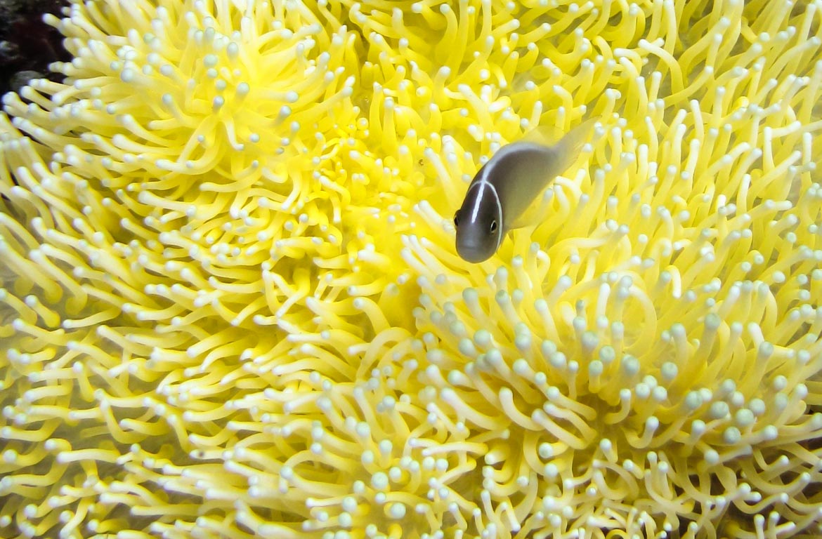 peixe-palhaco-recife-coral-atauro-timor-leste-1170-768
