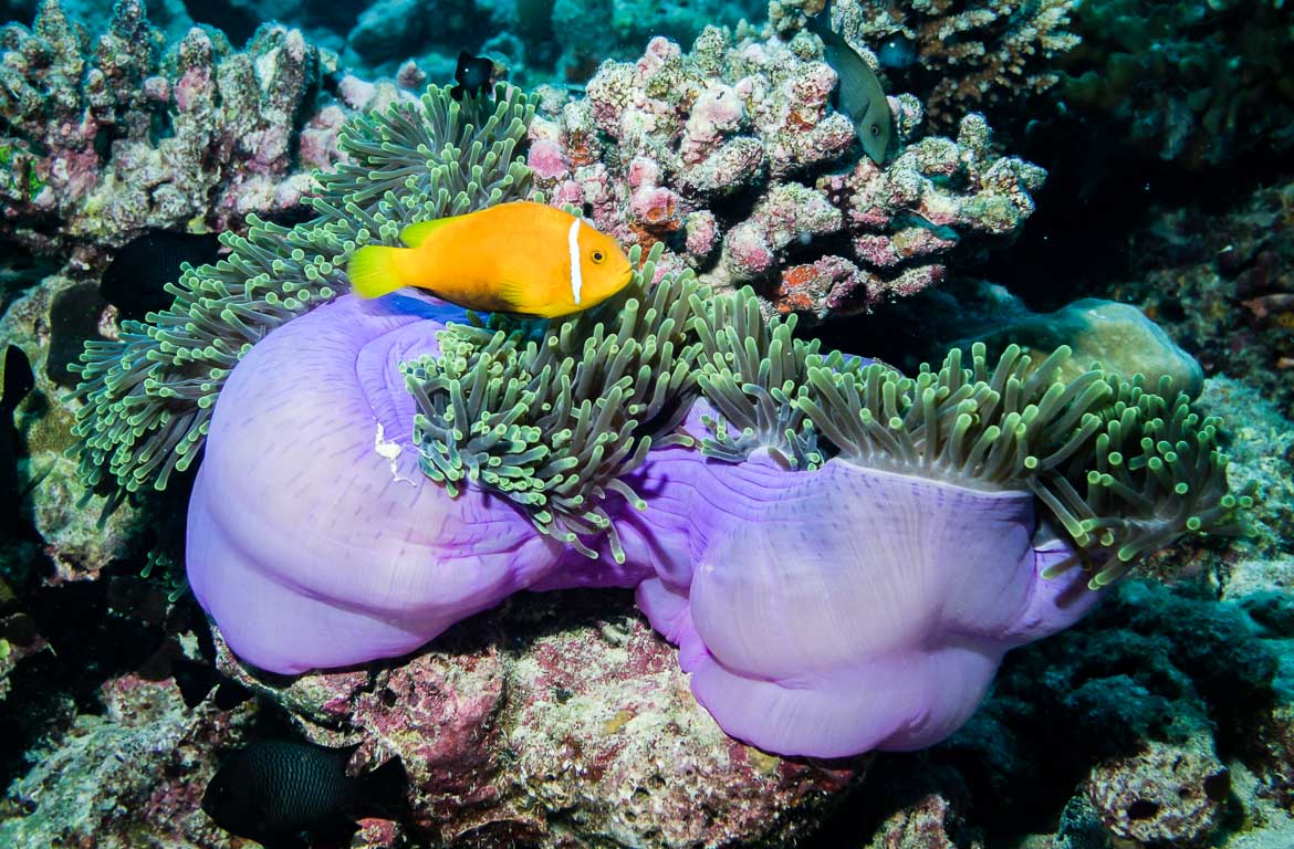 Banana Reef, Maldivas