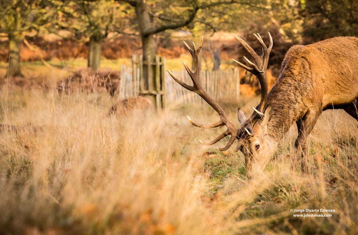 Richmond Park, Londres