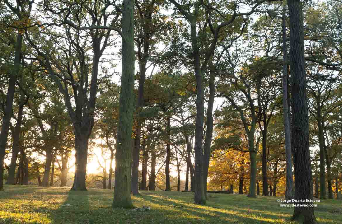 Richmond Park, Londres