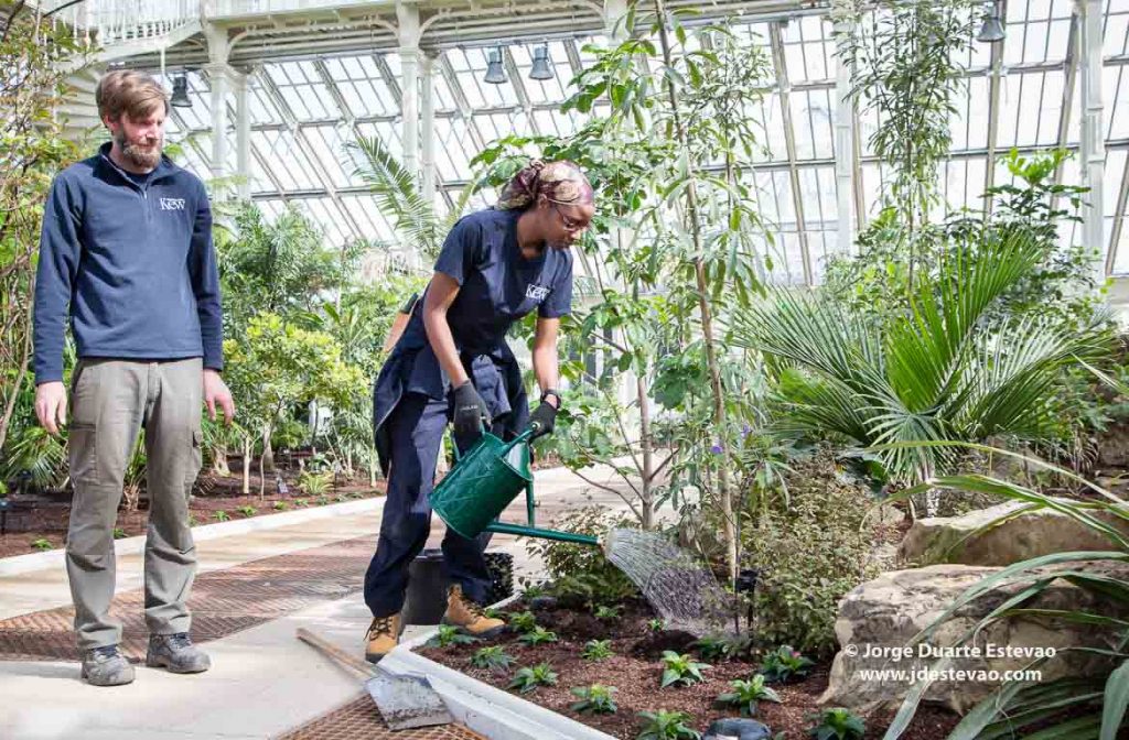 Temperate House, nos Kew Gardens