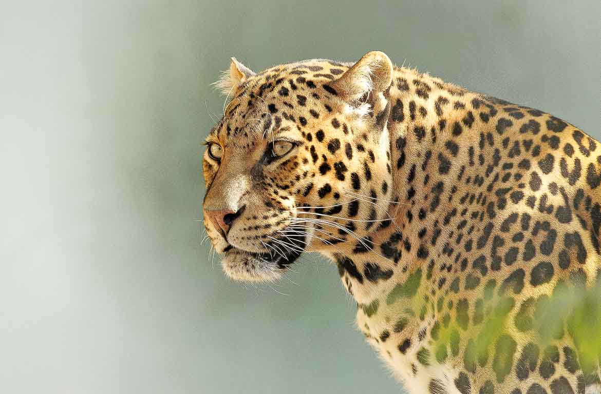 Leopardo no Kruger Park, África do Sul