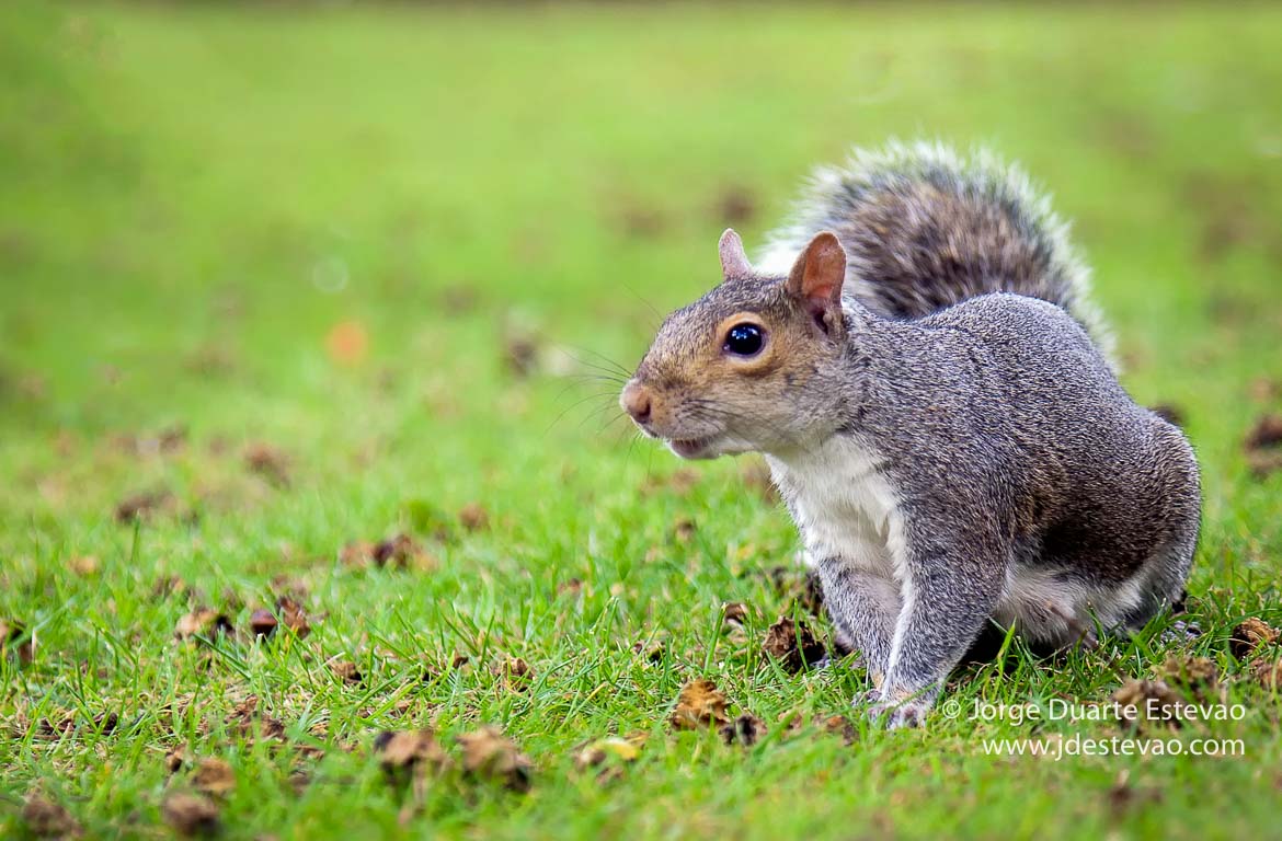 Esquilo em Hyde Park