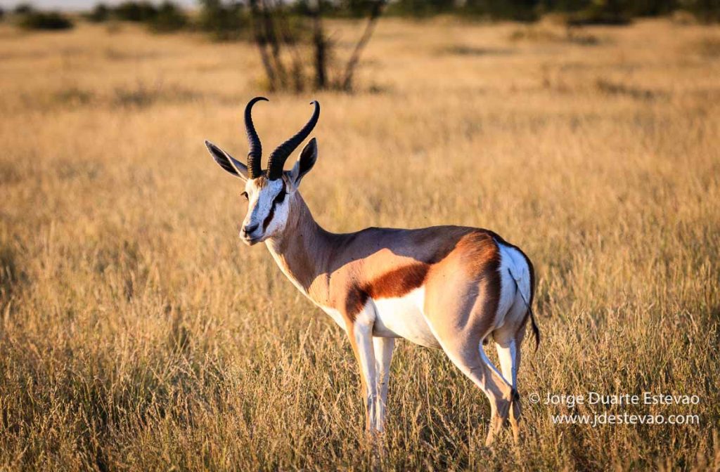 Etosha, Namibia