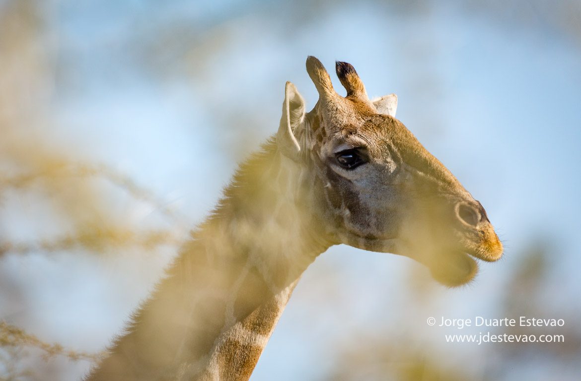 Girafas, Parque Nacional de Etosha, Namíbia