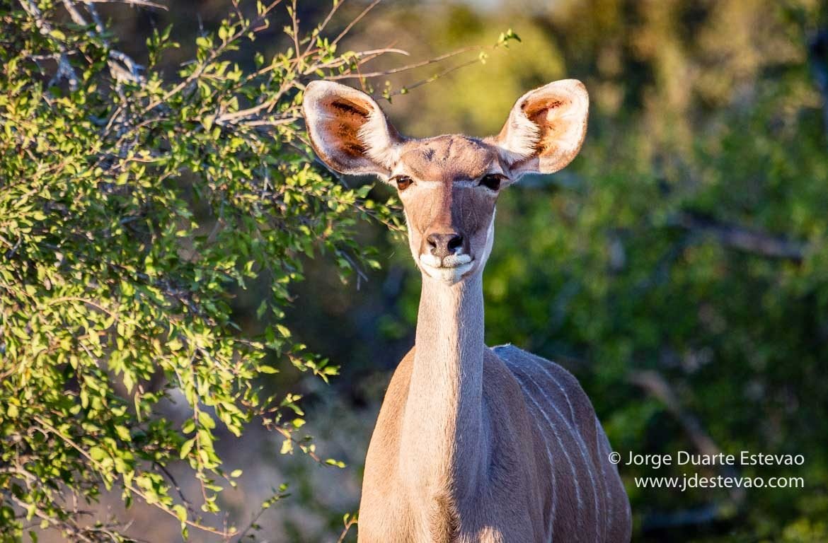 Kudu, Parque Nacional de Etosha, Namíbia