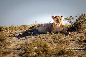 Leoa em safari no Etosha