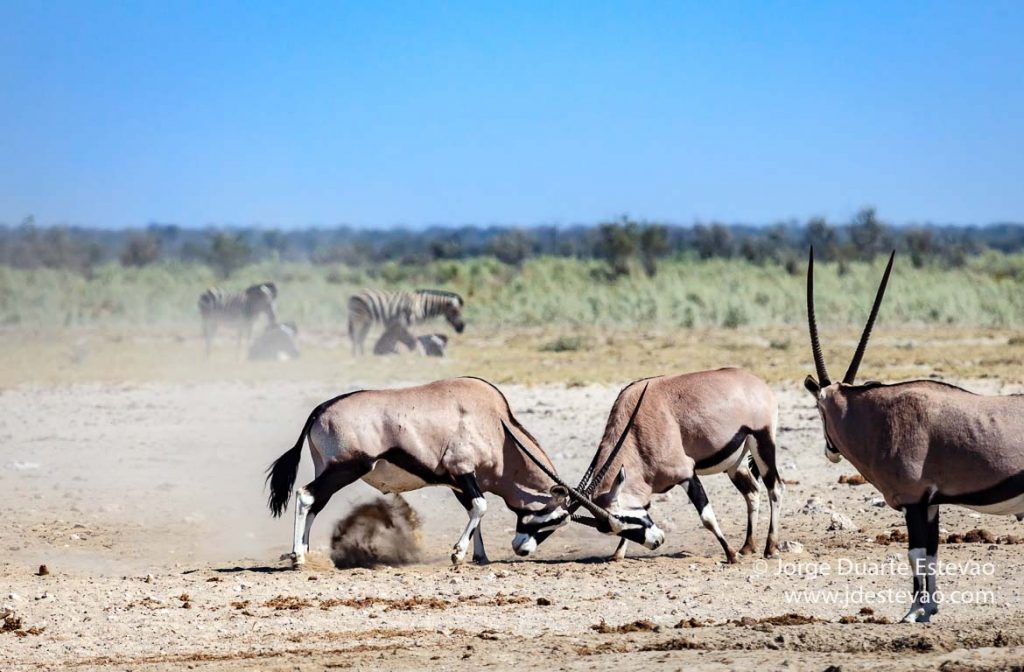 Oryx Parque Nacional de Etosha, Namíbia