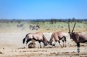 Oryx Parque Nacional de Etosha, Namíbia