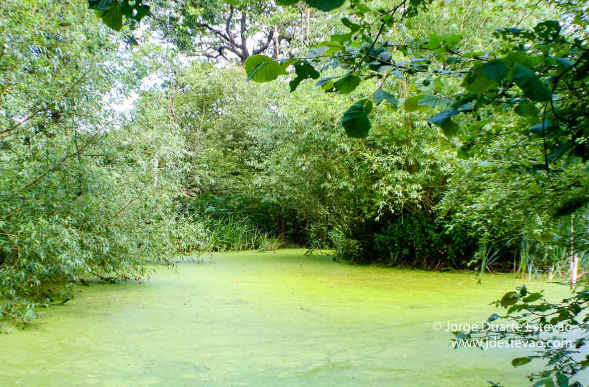 Wimbledon Common