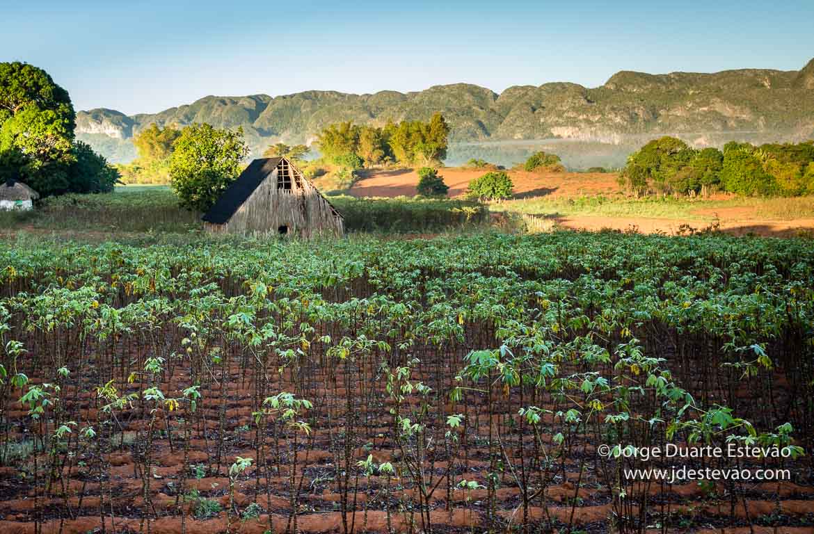 Plantação de Tabaco em Viñales, Cuba